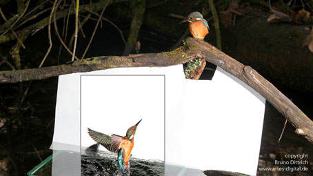 Montage aus zwei Fotos, ein Eisvogel im Freilandstudio an der Alster in Hamburg