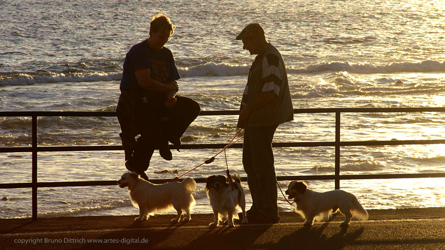Abendspaziergang mit Hunden am Meer