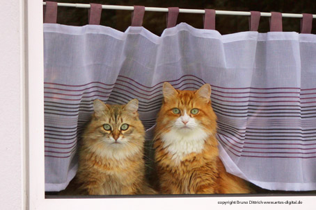 Neugierige Hauskatzen am Fenster